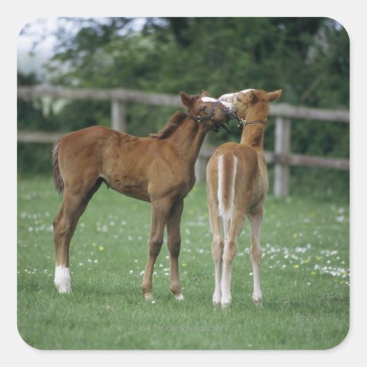 馬 – サラブレッド、フォール、 スクエアシール (正面)