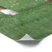 馬 – サラブレッド、フォール、 ポスター (角)