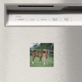 馬 – サラブレッド、フォール、 マグネット (インサイチュ (食洗機))