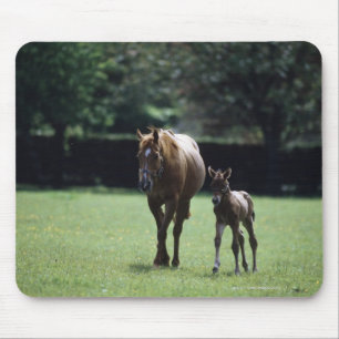 馬-サラブレッド、ロバおよび子馬、 マウスパッド