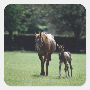 馬-サラブレッド、馬、子馬。 スクエアシール
