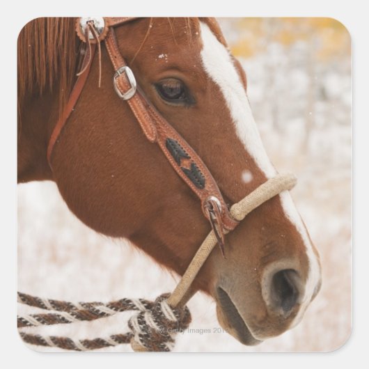 馬 スクエアシール (正面)