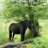 馬 スタンダードカクテルナプキン