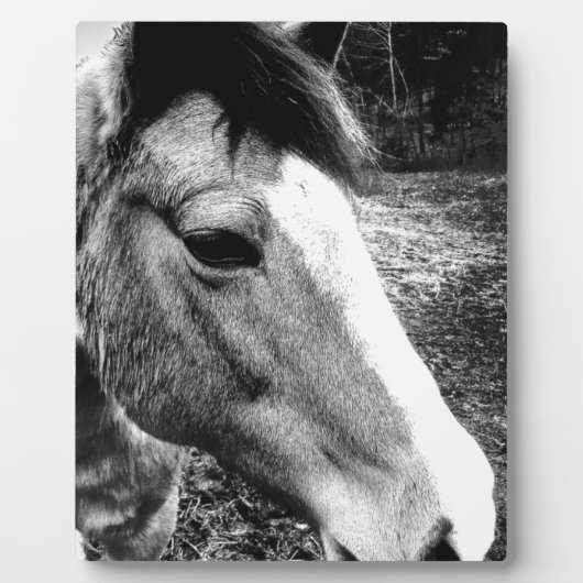 馬 フォトプラーク (正面)