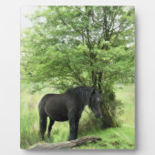 馬 フォトプラーク (正面)