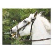 馬 フォトプリント            (正面)