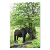 馬 フォトプリント            (正面)