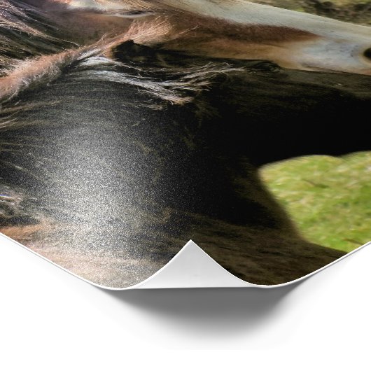 馬 フォトプリント            (角)