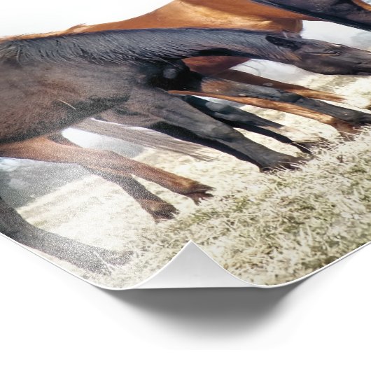 馬 フォトプリント            (角)