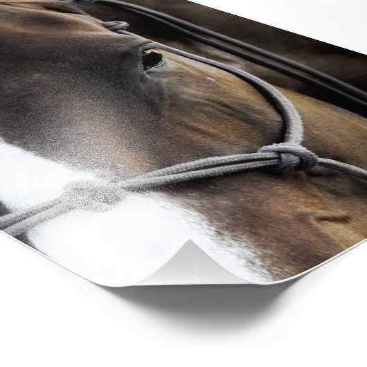馬 フォトプリント            (角)