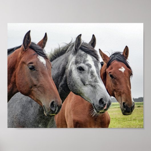 馬 ポスター (正面)