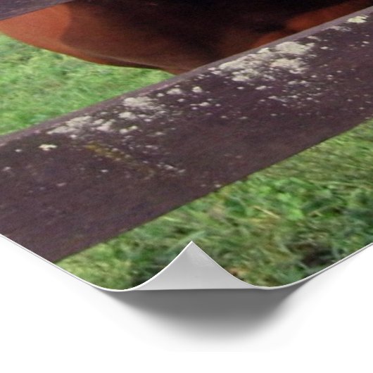 馬 ポスター (角)