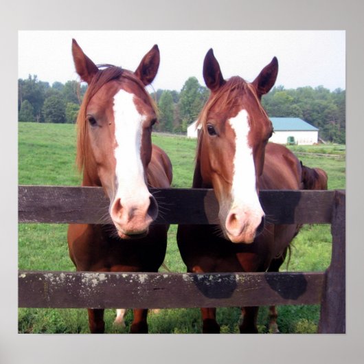 馬 ポスター (正面)