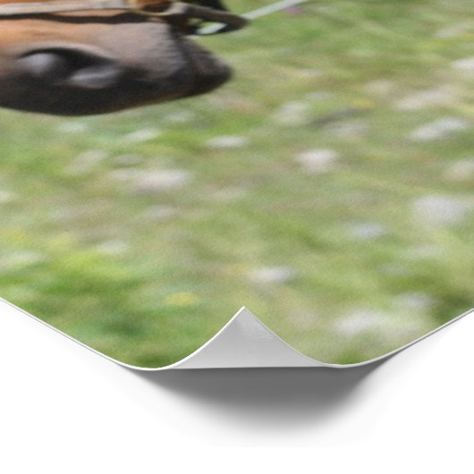 馬 ポスター (角)