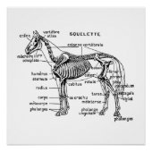 馬 ポスター (正面)