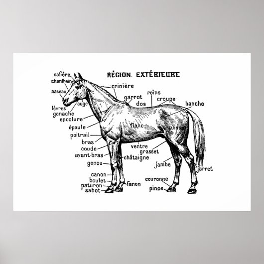 馬 ポスター (正面)