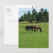 馬 ポストカード (正面/裏面)
