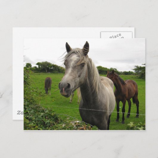 馬 ポストカード (正面/裏面)