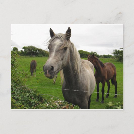 馬 ポストカード (正面)
