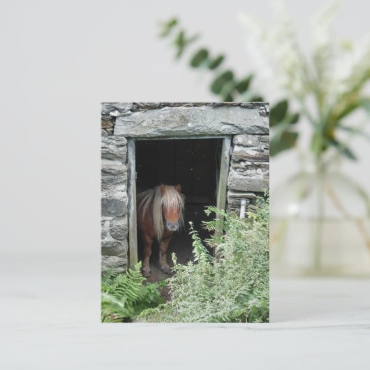 馬 ポストカード (スタンド正面)