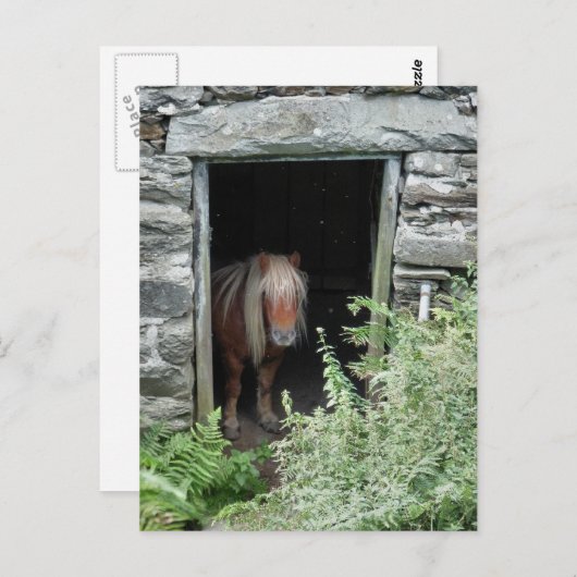 馬 ポストカード (正面/裏面)