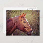 馬 ポストカード (正面/裏面)
