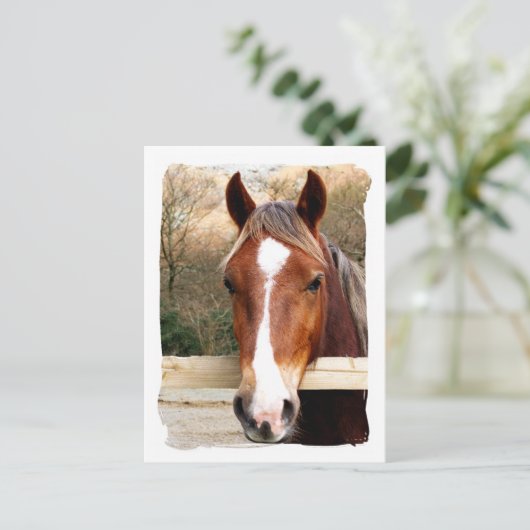 馬 ポストカード (スタンド正面)