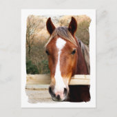 馬 ポストカード (正面)