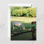 馬 ポストカード (正面/裏面)