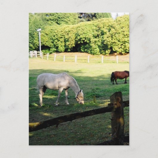 馬 ポストカード (正面)