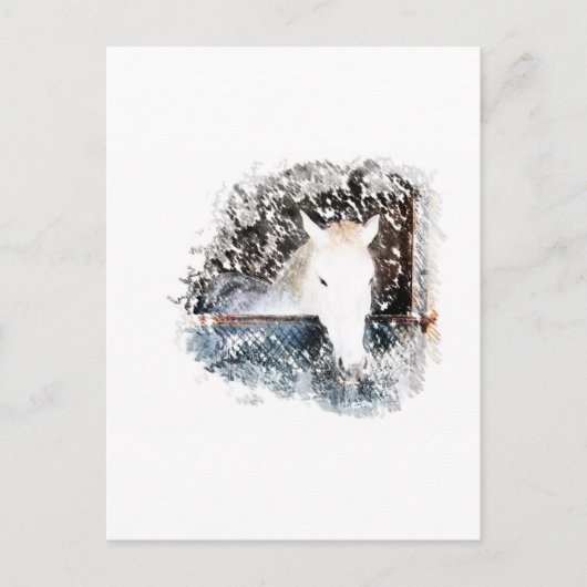 馬 ポストカード (正面)