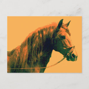 馬 ポストカード