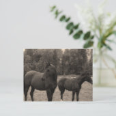 馬 ポストカード (スタンド正面)