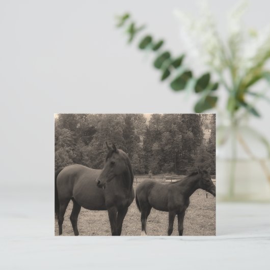 馬 ポストカード (スタンド正面)