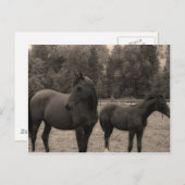 馬 ポストカード (正面/裏面)