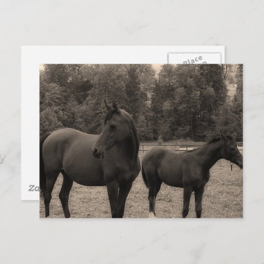 馬 ポストカード (正面/裏面)