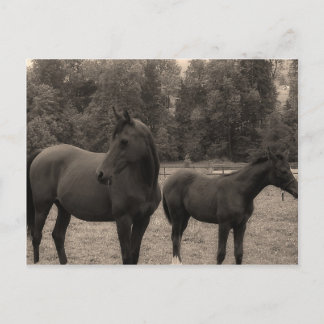 馬 ポストカード