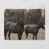 馬 ポストカード (正面)