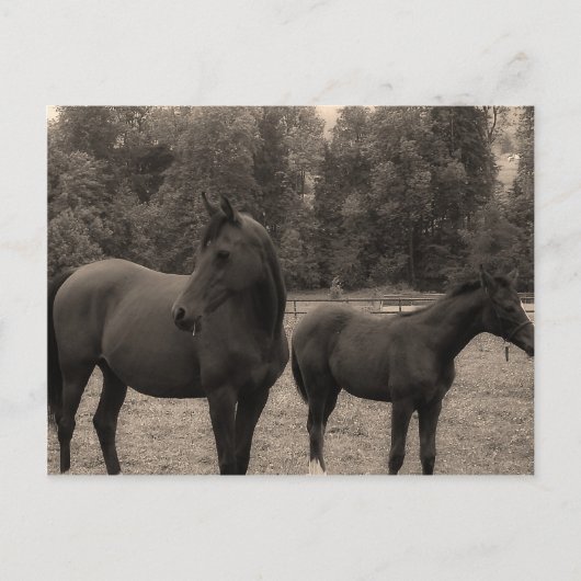 馬 ポストカード (正面)