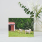 馬 ポストカード (スタンド正面)