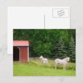 馬 ポストカード (正面/裏面)