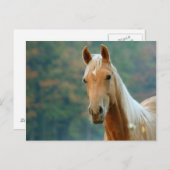 馬 ポストカード (正面/裏面)