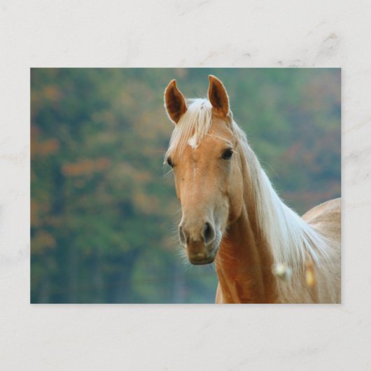 馬 ポストカード (正面)