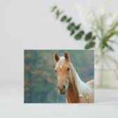 馬 ポストカード (スタンド正面)