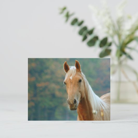 馬 ポストカード (スタンド正面)
