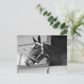 馬 ポストカード (スタンド正面)