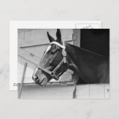 馬 ポストカード (正面/裏面)