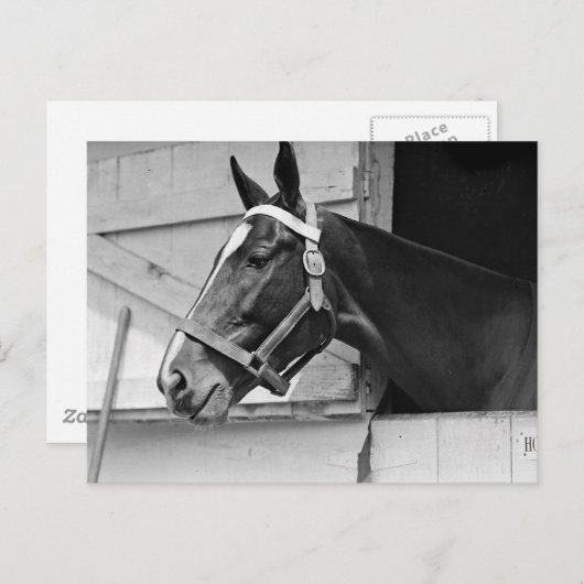 馬 ポストカード (正面/裏面)