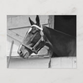 馬 ポストカード (正面)