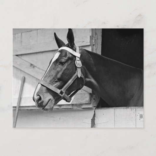 馬 ポストカード (正面)